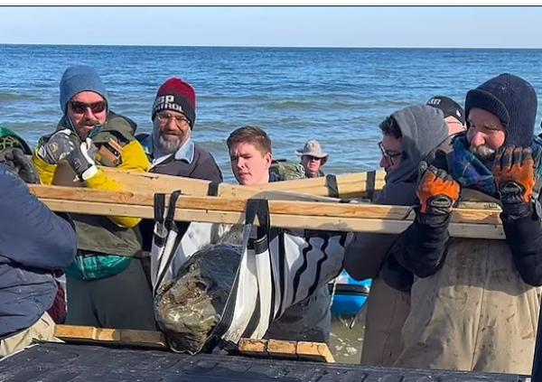 اكتشاف جمجمة حوت عمرها 12 مليون عام